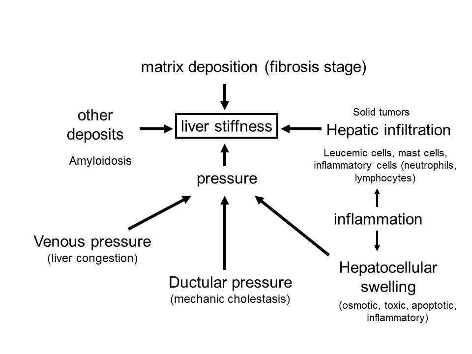 Liver stiffness overview