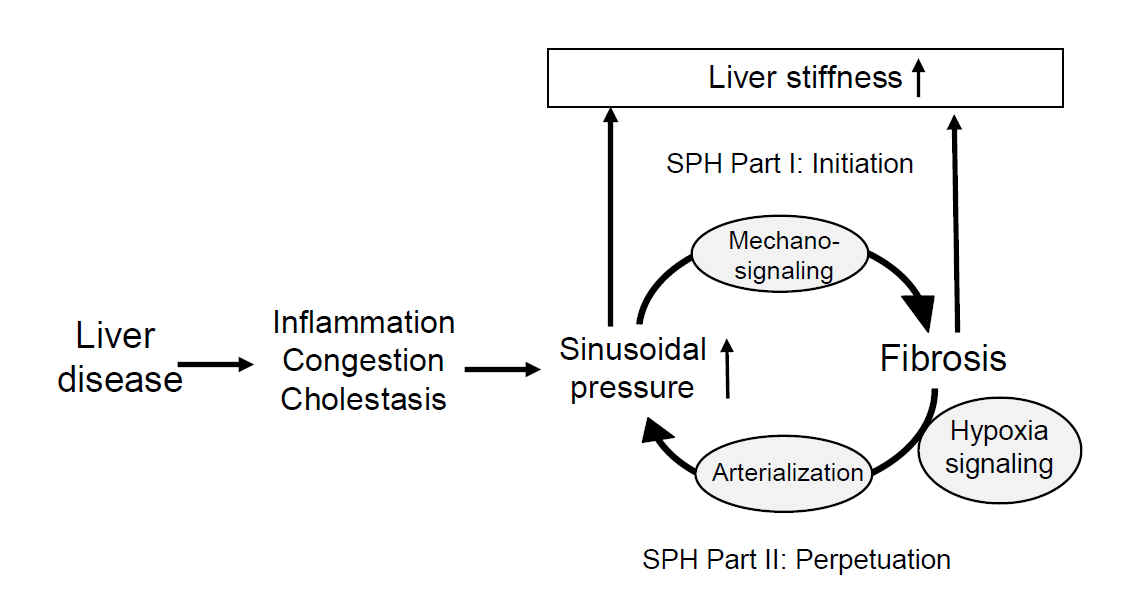Sinusoidal pressure hypothesis
