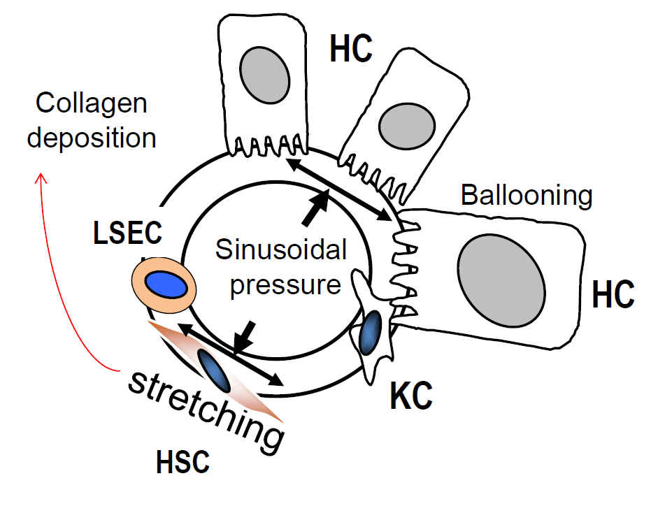 Cellular level of sinusoidal pressure hypothesis