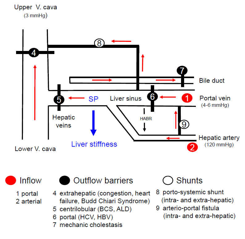 Hemodynamic level of sinusoidal pressure hypothesis